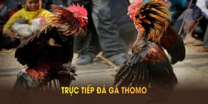 Trực tiếp đá gà Thomo