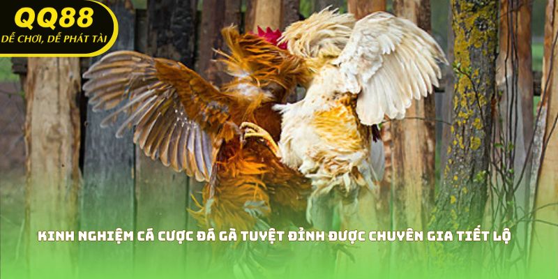 Kinh Nghiệm Cá Cược Đá Gà
